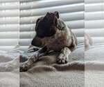 Small #1 Mutt