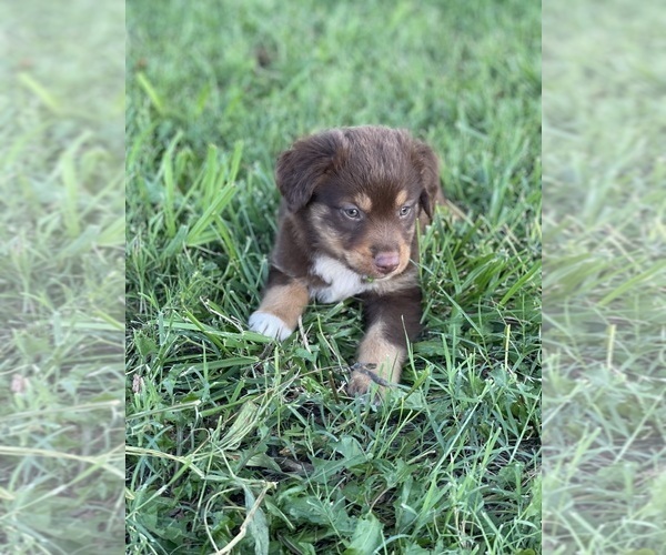 Medium Photo #2 Miniature Australian Shepherd Puppy For Sale in WOLFE CITY, TX, USA