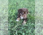 Small Photo #2 Miniature Australian Shepherd Puppy For Sale in WOLFE CITY, TX, USA