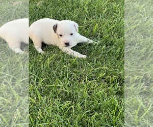 Jack Russell Terrier Puppy for sale in CHESTERFIELD, MI, USA