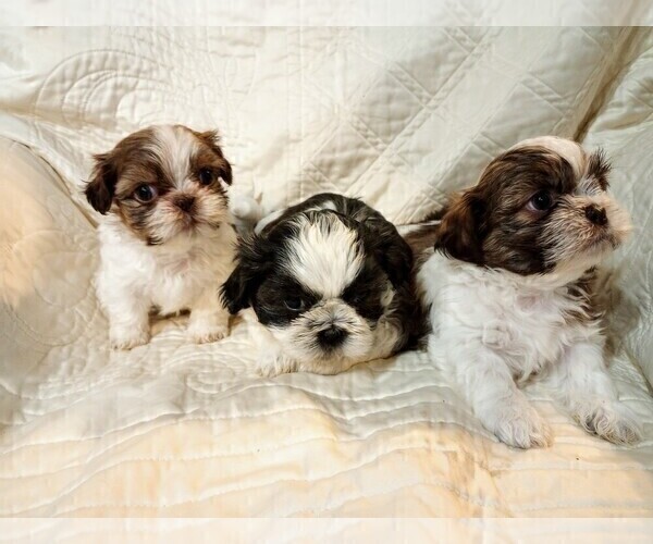 Medium Photo #7 Shih Tzu Puppy For Sale in ALLENSVILLE, KY, USA