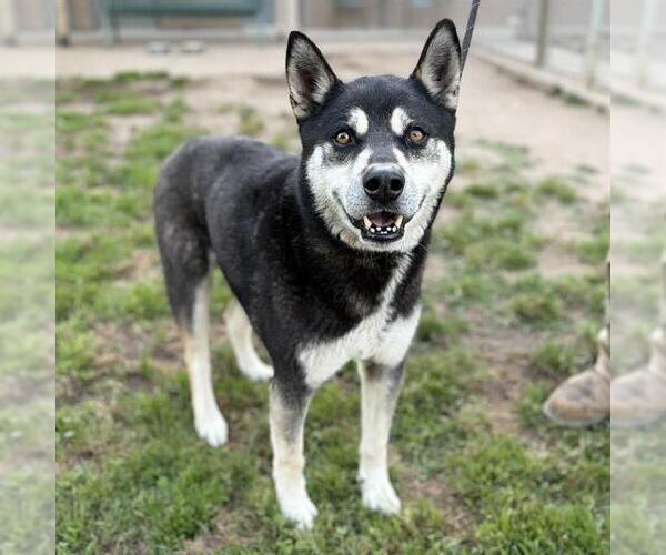Medium Photo #1 Siberian Husky-Unknown Mix Puppy For Sale in Modesto, CA, USA