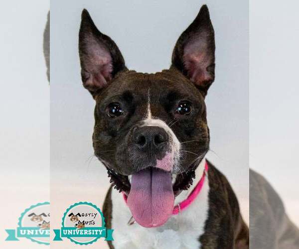 Medium Photo #1 Bull-Boxer Puppy For Sale in Kennesaw, GA, USA