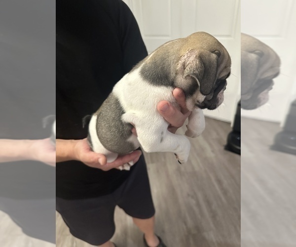 Medium Photo #14 English Bulldog Puppy For Sale in WEEKI WACHEE, FL, USA