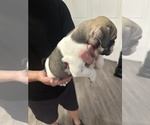 Small Photo #39 English Bulldog Puppy For Sale in WEEKI WACHEE, FL, USA