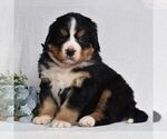 Small Photo #2 Bernese Mountain Dog Puppy For Sale in MILLERSTOWN, PA, USA