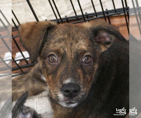 Medium Photo #4 Plott Hound-Unknown Mix Puppy For Sale in Washington, DC, USA