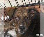 Small #3 Plott Hound Mix