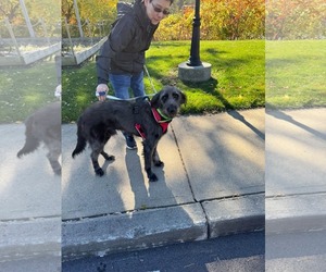 Klaus - Male Irish Wolfhound-Unknown Mix Dog for Adoption - Photo #2