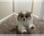 Small Photo #11 Pomeranian Puppy For Sale in VACAVILLE, CA, USA