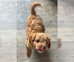 Small #8 Cavapoo