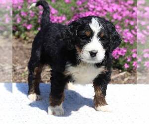 Bernedoodle Puppy for sale in NEW ENTRPRISE, PA, USA