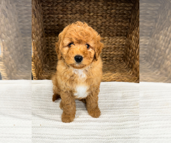 Medium Photo #8 Bernedoodle (Miniature) Puppy For Sale in UNIONVILLE, IA, USA
