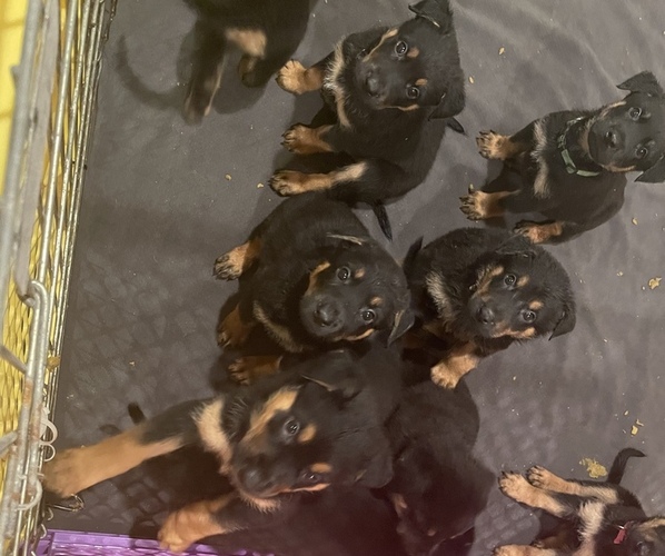 Medium Photo #1 Shepweiller Puppy For Sale in COMPTON, CA, USA