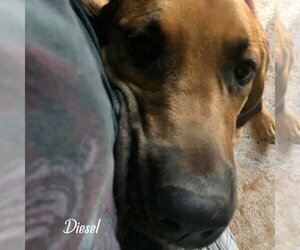 Diesel - Male Labrador Retriever-Unknown Mix Dog for Adoption - Photo #3