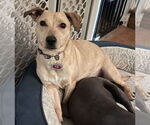 Small #9 Dachshund Mix
