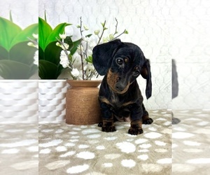 Dachshund Puppy for sale in INDIANAPOLIS, IN, USA
