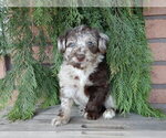 Small #1 Labradoodle