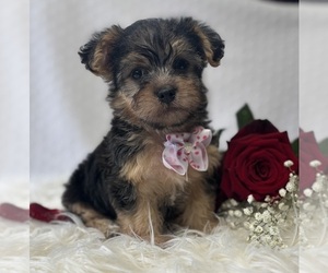 Morkie Puppy for sale in ROCK STREAM, NY, USA
