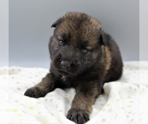 German Shepherd Dog Puppy for sale in GREENVILLE, TX, USA