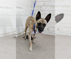 Chihuahua-Unknown Mix Dogs for adoption in San Bernardino, CA, USA