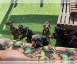 Small Photo #30 Doberman Pinscher Puppy For Sale in LUTZ, FL, USA