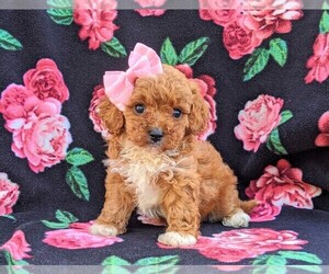 Cavachon-Poodle (Miniature) Mix Puppy for sale in BIRD IN HAND, PA, USA