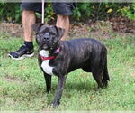 Small #1 American Bandogge mastiff