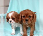 Small Photo #2 Cavalier King Charles Spaniel Puppy For Sale in PARKESBURG, PA, USA