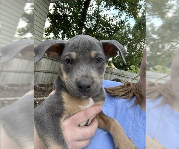 Medium Photo #3 Mutt Puppy For Sale in Plainfield, IL, USA