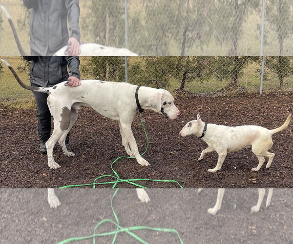 Medium Photo #4 Great Dane Puppy For Sale in Techny, IL, USA