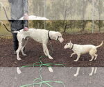 Small #3 Great Dane