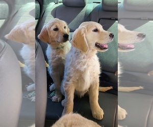 English Cream Golden Retriever Puppy for sale in LAS VEGAS, NV, USA