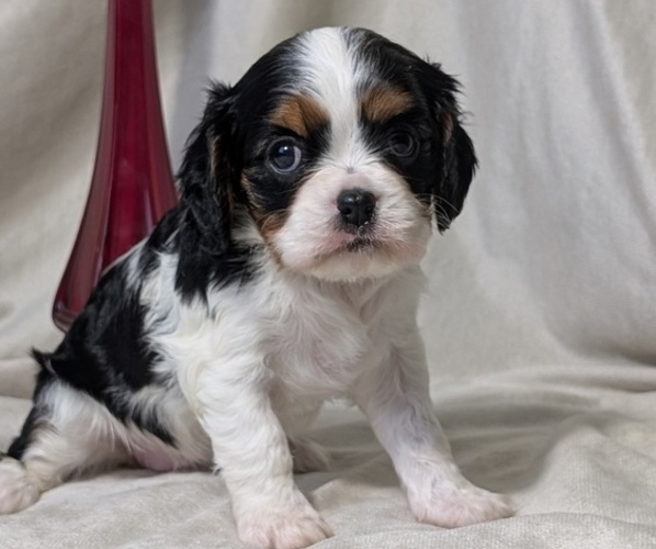 Medium Photo #8 Cavalier King Charles Spaniel Puppy For Sale in GOSHEN, IN, USA