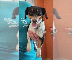 Chiweenie Dogs for adoption in Pueblo, CO, USA