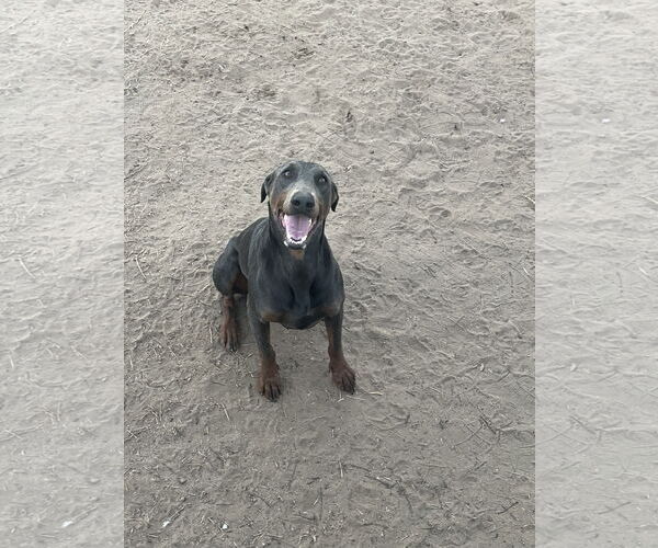 Medium Photo #15 Doberman Pinscher Puppy For Sale in Buffalo, MN, USA