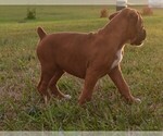 Small Photo #10 Boxer Puppy For Sale in HUMBOLDT, NE, USA