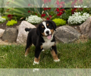 Bernese Mountain Dog Puppy for sale in MILLERSBURG, IN, USA