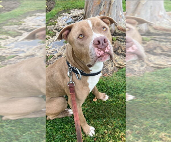 Medium Photo #9 American Staffordshire Terrier-Unknown Mix Puppy For Sale in Lake Forest, CA, USA