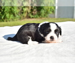 Small #1 Auss-Tzu
