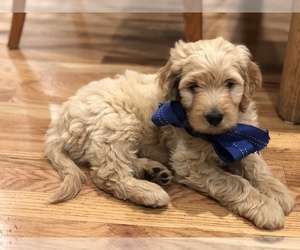 Goldendoodle Puppy for sale in MAPLETON, UT, USA