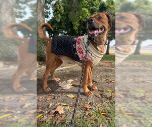 Unknown-Vizsla Mix Dogs for adoption in San Diego, CA, USA