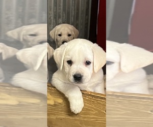 Labrador Retriever Puppy for Sale in DEVINE, Texas USA