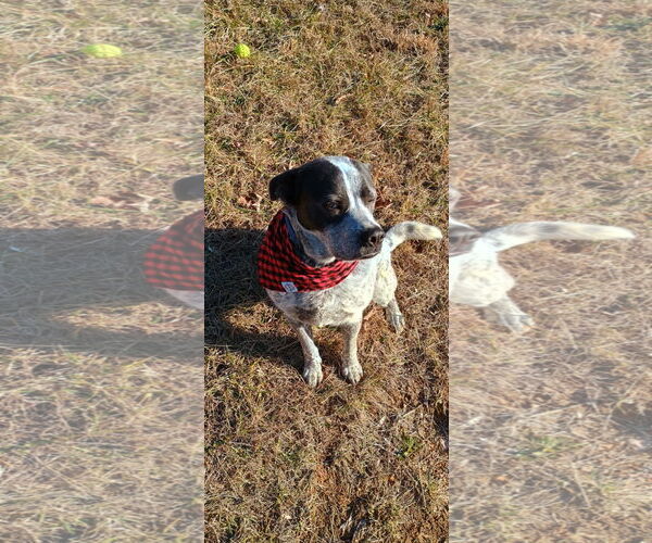 Medium Photo #6 Mutt Puppy For Sale in Garden City, NY, USA