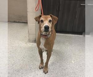 Labrador Retriever Dogs for adoption in Conroe, TX, USA