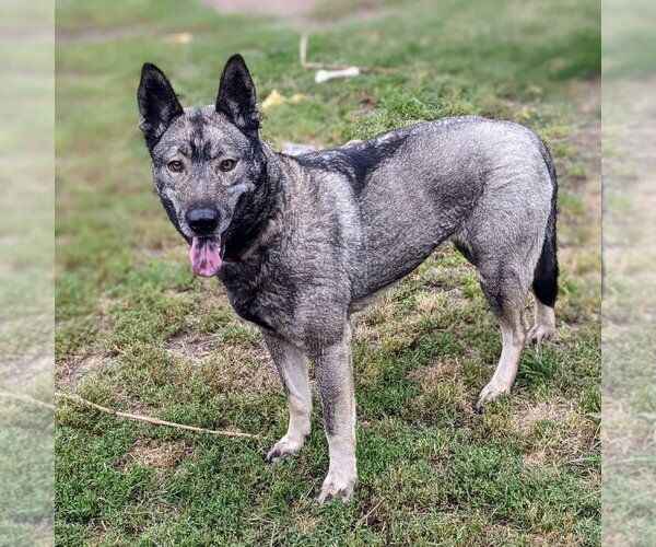 Medium Photo #1 Norwegian Elkhound Puppy For Sale in Dana Point, CA, USA