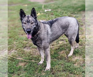 Norwegian Elkhound Dogs for adoption in Dana Point, CA, USA