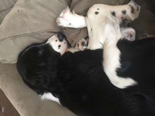 Mother of the English Springer Spaniel puppies born on 05/11/2018