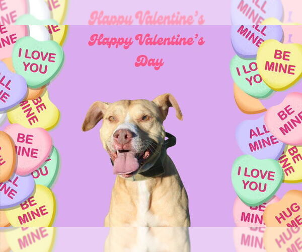 Medium Photo #9 Mutt Puppy For Sale in Chestertown, MD, USA