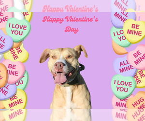Oatie - Male Mutt Dog for Adoption - Photo #9
